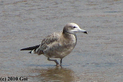 ウミネコ : A Black-tailed Gull