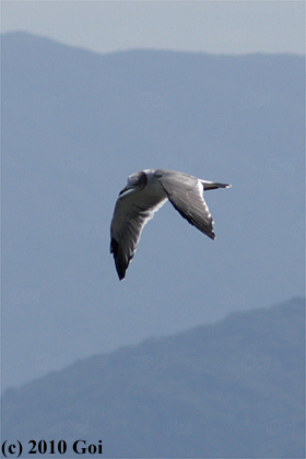 ウミネコ : A Black-tailed Gull