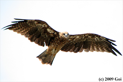 トビ : A Black Kite