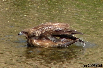 トビ : A Black Kite