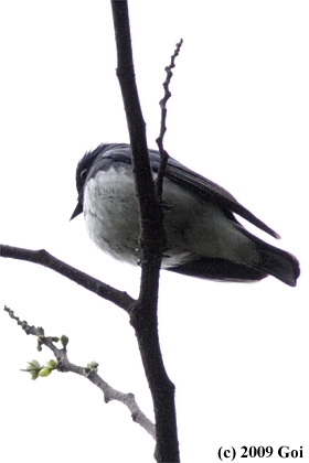 オオルリ : A Blue-and-white Flycatcher