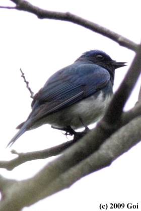 オオルリ : A Blue-and-white Flycatcher