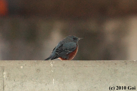 イソヒヨドリ : A Blue Rock Thrush