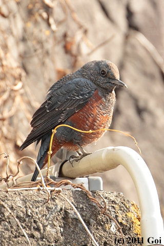 イソヒヨドリ : A Blue Rock Thrush