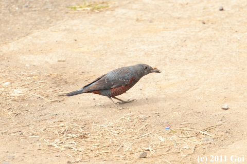 イソヒヨドリ : A Blue Rock Thrush