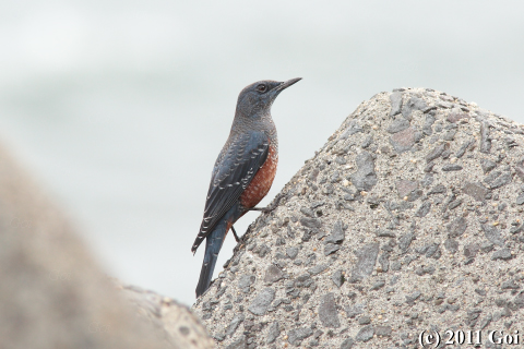 イソヒヨドリ : A Blue Rock Thrush