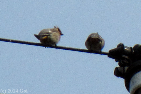 キレンジャク : Bohemian Waxwings