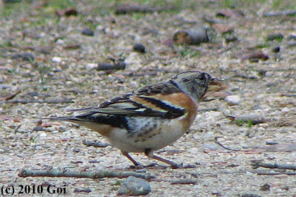 アトリ : A Brambling