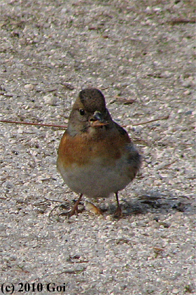 アトリ : A Brambling