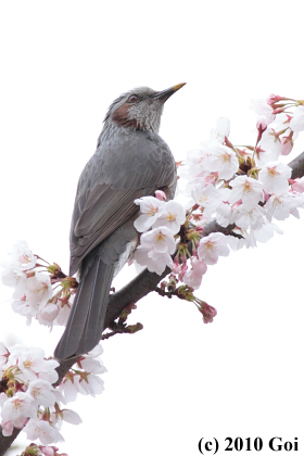 ヒヨドリ : A Brown-eared Bulbul