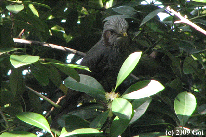 ヒヨドリ : A Brown-eared Bulbul