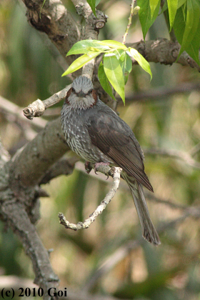 ヒヨドリ : A Brown-eared Bulbul