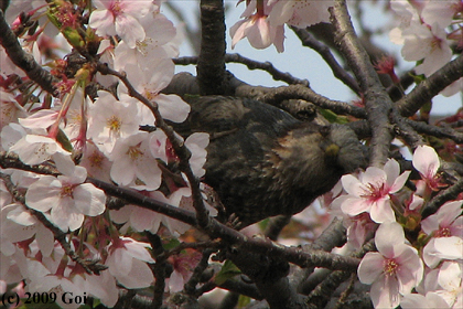 ヒヨドリ : A Brown-eared Bulbul