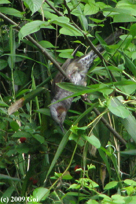 ヒヨドリ : A Brown-eared Bulbul