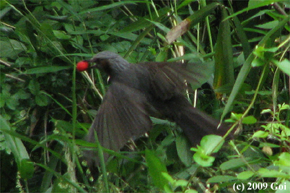 ヒヨドリ : A Brown-eared Bulbul