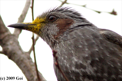 ヒヨドリ : A Brown-eared Bulbul