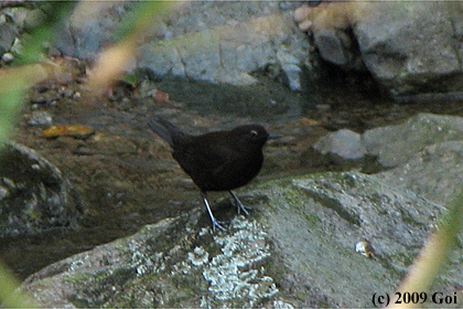 カワガラス : A Brown Dipper