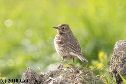 タヒバリ : A Buff-bellied Pipit