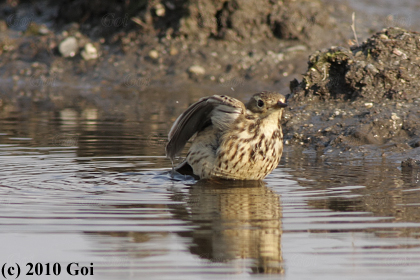 タヒバリ : A Buff-bellied Pipit