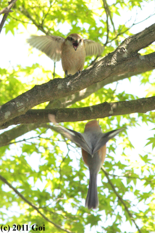 モズ : Bull-headed Shrikes