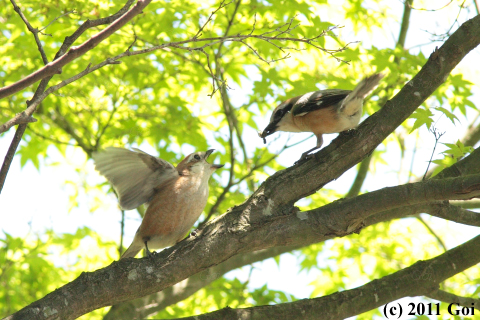 モズ : Bull-headed Shrikes