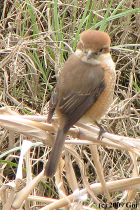 モズ : A Bull-headed Shrike