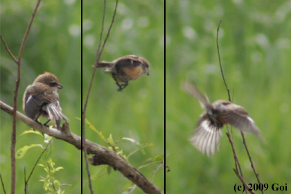 モズ : A Bull-headed Shrike