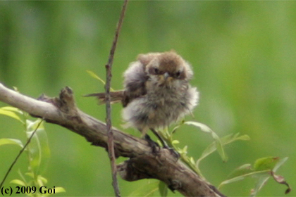 モズ : A Bull-headed Shrike