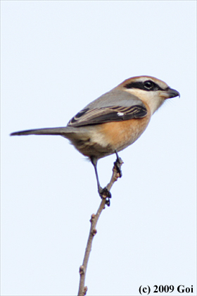 モズ : A Bull-headed Shrike