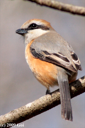 モズ : A Bull-headed Shrike