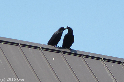 ハシボソガラス : Carrion Crows
