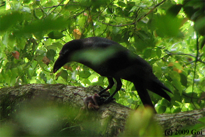 ハシボソガラス : A Carrion Crow