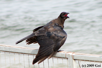 ハシボソガラス : A Carrion Crow