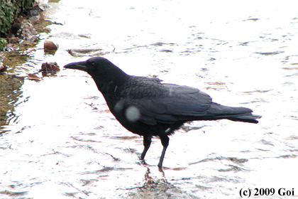 ハシボソガラス : A Carrion Crow