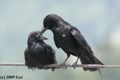 ハシボソガラス : Carrion Crows