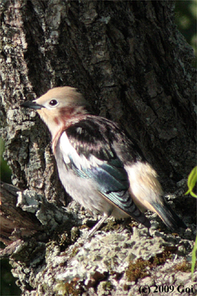 コムクドリ : A Chestnut-cheeked Starling