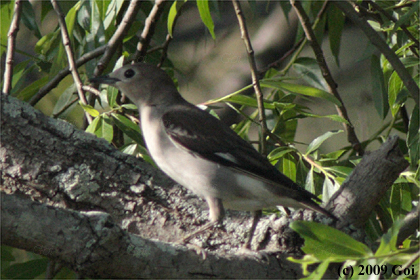 コムクドリ : A Chestnut-cheeked Starling