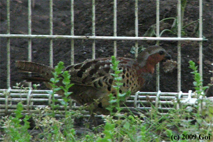 コジュケイ : A Chinese Bamboo Partridge