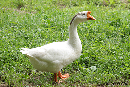 シナガチョウ : A Chinese Goose
