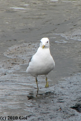 カモメ : A Common Gull