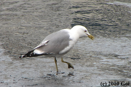 カモメ : A Common Gull