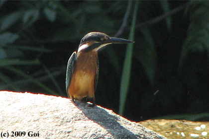 カワセミ : A Common Kingfisher