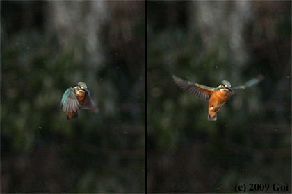 カワセミ : A Common Kingfisher