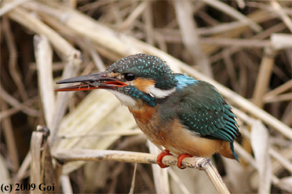 カワセミ : A Common Kingfisher