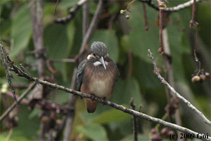カワセミ : A Common Kingfisher