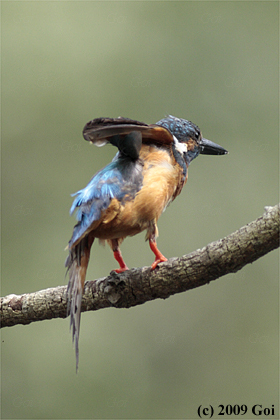 カワセミ : A Common Kingfisher