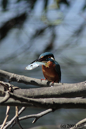 カワセミ : A Common Kingfisher