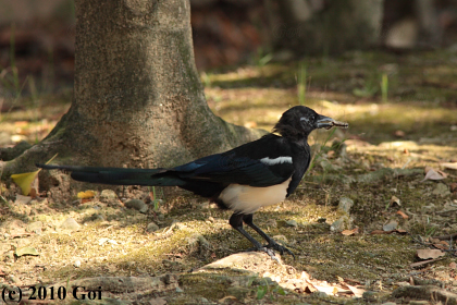 カササギ : A Common Magpie