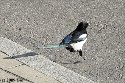 カササギ : A Common Magpie