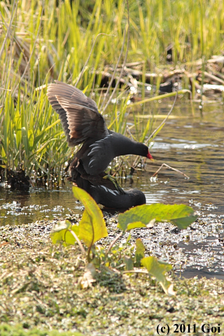 バン : Common Moorhens